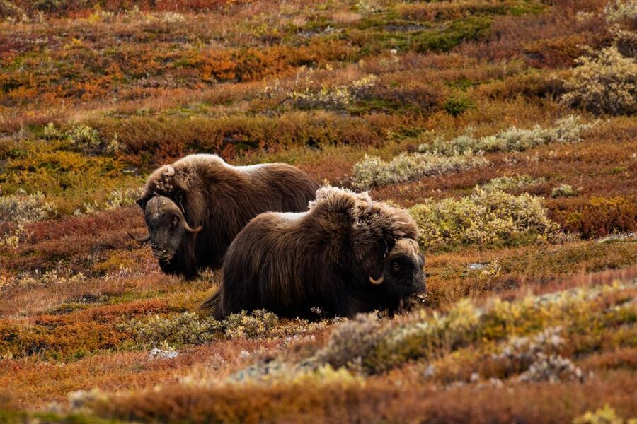 Dovrefjell National Park: Hiking Tour and Musk Ox Safari - Weather, clothing, and physical effort