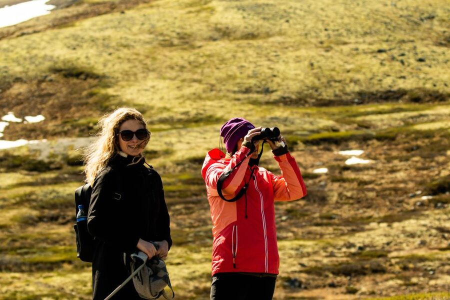 Dovrefjell National Park: Hiking Tour and Musk Ox Safari - The return to Hjerkinn