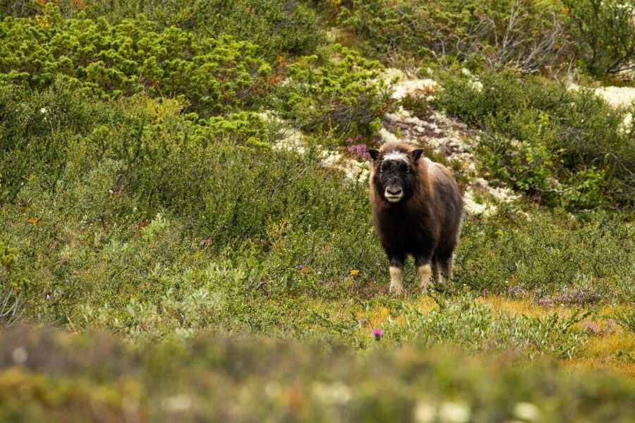 Dovrefjell National Park: Hiking Tour and Musk Ox Safari - Is $64 a fair price?