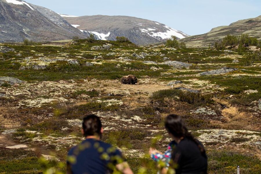 Dovrefjell National Park: Hiking Tour and Musk Ox Safari - Meeting at Hjerkinn at 09:45