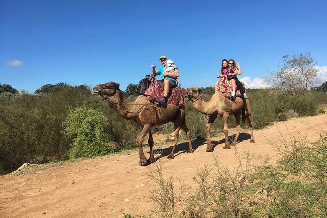 Dromedary Safari: 2 hours - The flamingo river and Souss Massa setting