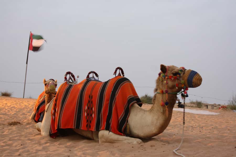 Dubai 4WD Evening Desert Safari - The camel farm and first desert views