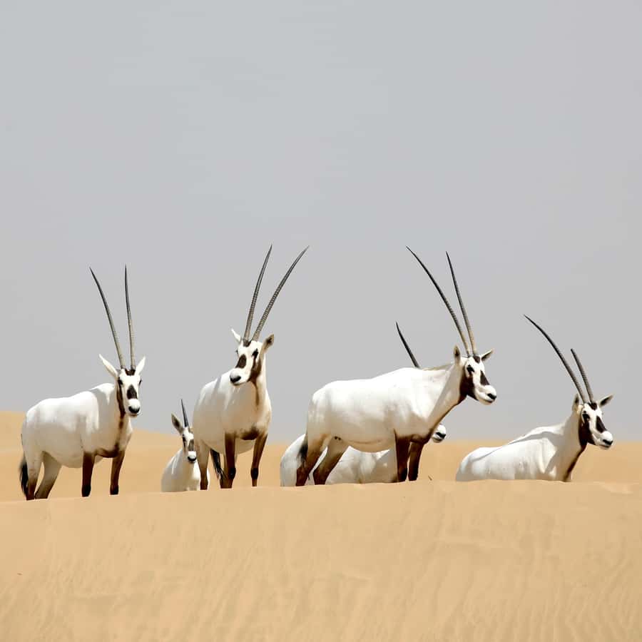Dubai: Al Marmoom Oasis Safari, Animal Spotting & Breakfast - Practical details before you book