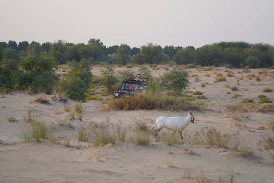 Dubai: Al Marmoom Oasis Safari, Animal Spotting & Breakfast - Who should book this morning safari