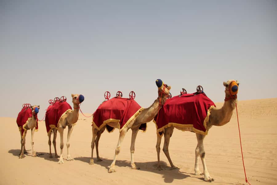 Dubai: Bedouin Camp, Dune Safari, Falcon Show & BBQ Dinner - Sandboarding and the Sunset From a High Dune