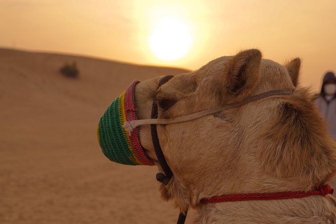Dubai Buggy Tour in red sands and Desert Safari - What the Polaris RZR ride feels like