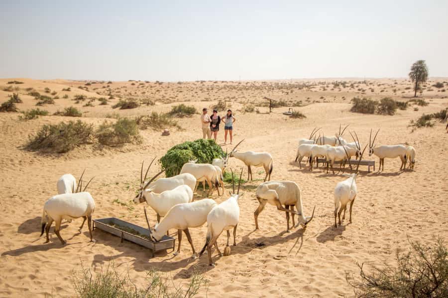 Dubai: Conservation Drive & Platinum Breakfast - Wildlife viewing in the Dubai Desert Conservation Reserve