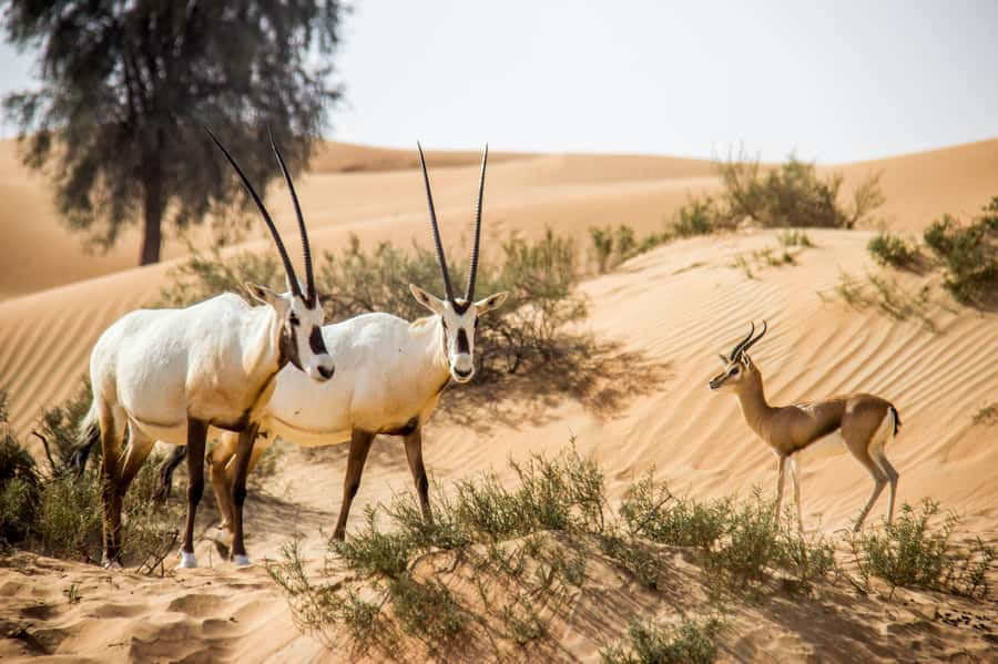 Dubai: Conservation Drive & Platinum Breakfast - Is $189 a fair price?