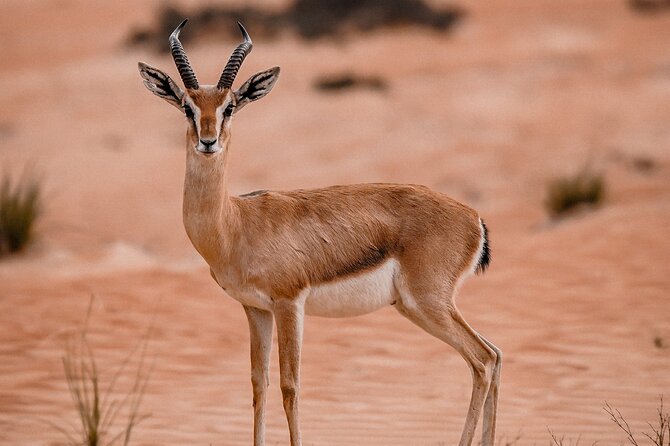 Dubai Desert Safari: Camel Ride, Sandboarding, BBQ & House Drinks - BBQ dinner, house drinks, and camp seating