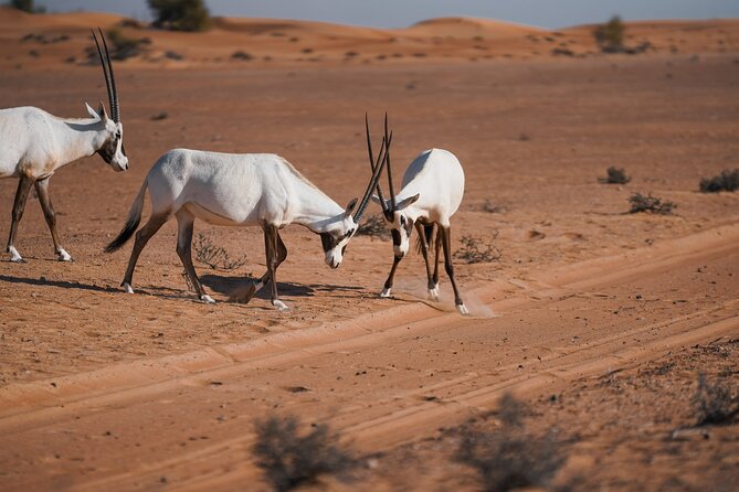 Dubai Desert Safari: Camel Ride, Sandboarding, BBQ & House Drinks - Belly dancing, tanoura, fire, and a dark sky