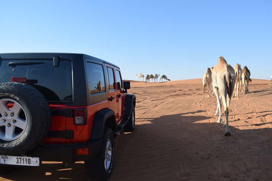 Dubai: Desert Safari, Quad Bike, Camel Ride and Sandboarding - Sandboarding brings a small physical challenge