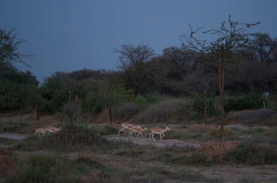 Dubai: Evening Desert Safari with Camel Ride & Stargazing - Dinner and the optional fuller evening
