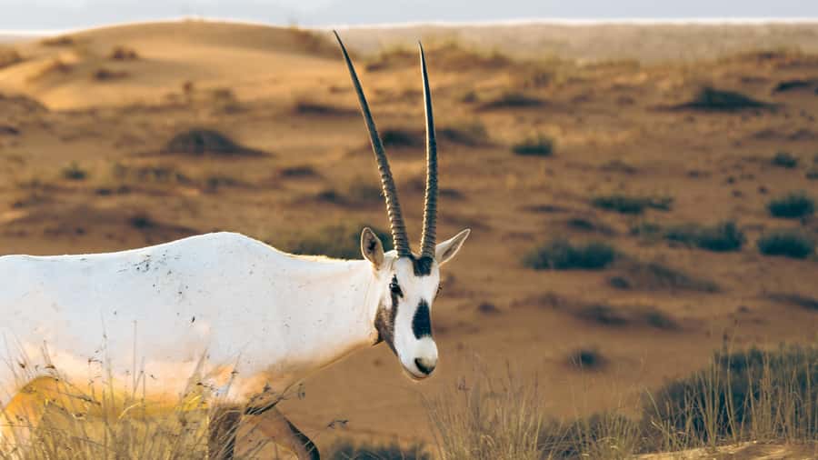 Dubai: Heritage Desert Safari wtih Overnight and Breakfast - What the $298 price really buys