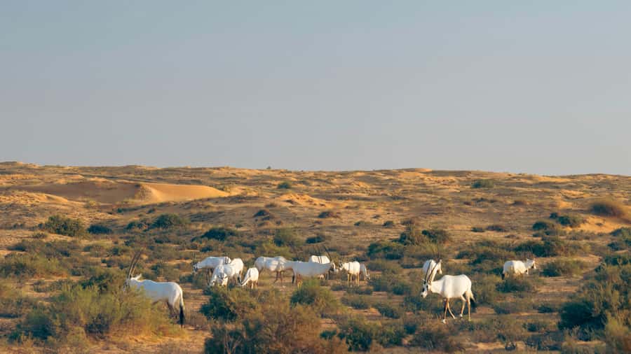 Dubai: Luxury Safari with Michelin-Curated 5-Course Dinner - Falconry with sunset canapes