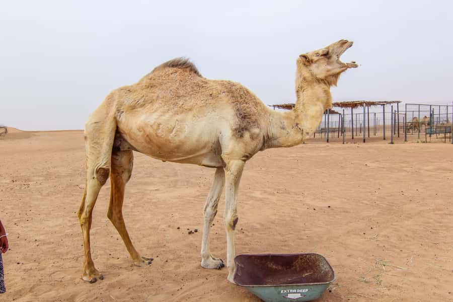 Dubai: Morning Desert Safari with Camel Ride & Sandboarding - A short camel ride and traditional refreshments