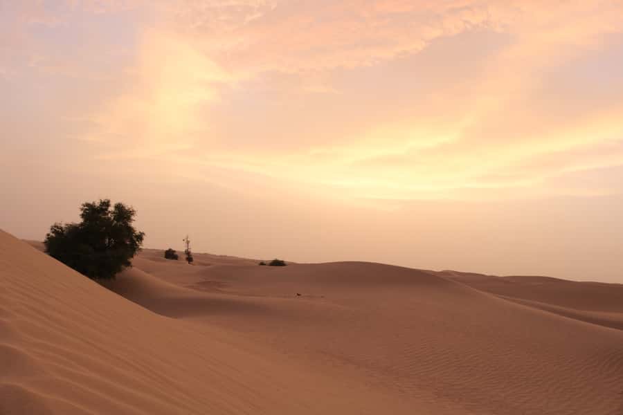 Dubai: Morning Desert Safari with Camel Ride & Sandboarding - How the $50 price measures up