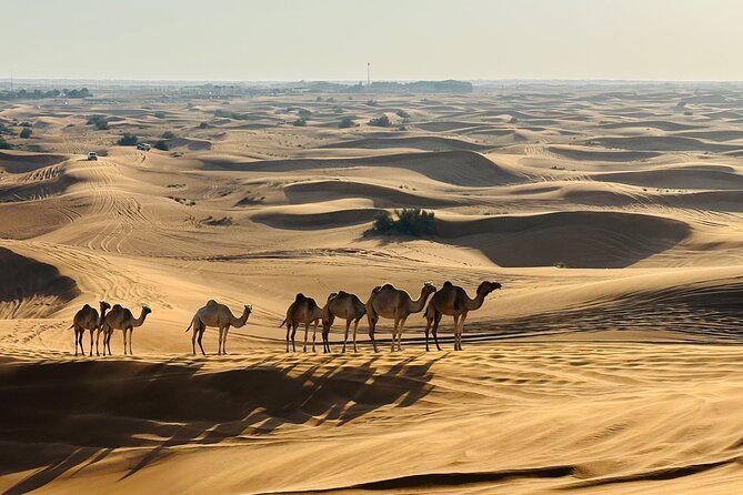 Dubai Morning Evening Desert Safari,Sand boarding and Camel ride - Guide service can shape the whole morning
