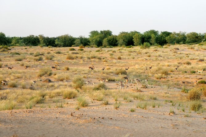 Dubai: Morning Safari by Vintage G Class & Al Marmoom Experience - Who should book this experience?