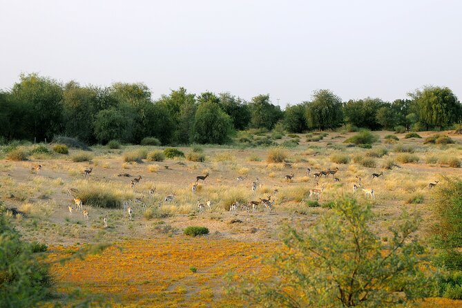Dubai: Morning Safari by Vintage G Class & Al Marmoom Experience - Searching for wildlife in Al Marmoom