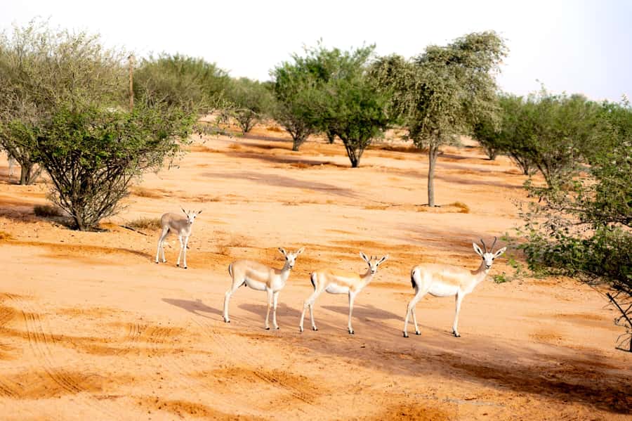 Dubai: Overnight Safari with Luxury Dome Stay & Stargazing - BBQ dinner under a dark sky