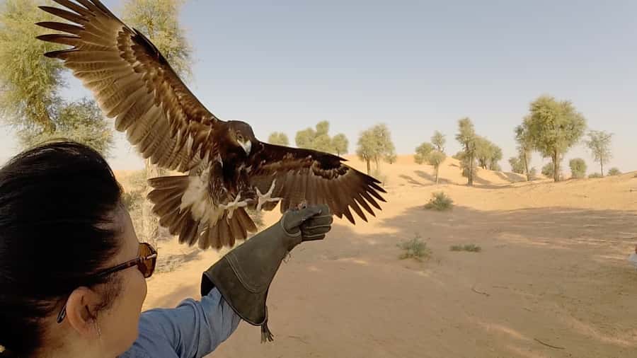 Dubai: Private Falconry Safari - Why this Dubai safari feels different