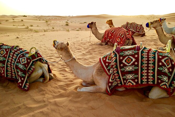 Dubai Red dune Desert Safari With Dune Bashing, Camel Ride & BBQ - Camel riding, with an important catch