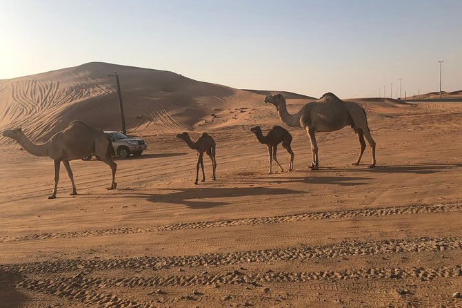Dubai Red Dunes Desert Safari : Sandboarding, BBQ & Live Shows - From Dubai pickup to Lahbab’s red sand