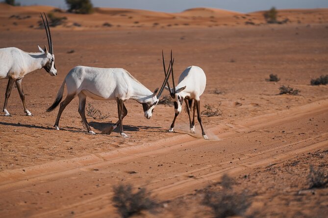 Dubai Red Dunes Safari: Dune Bashing, Camel Ride & Breakfast - Leaving Dubai for the red dunes