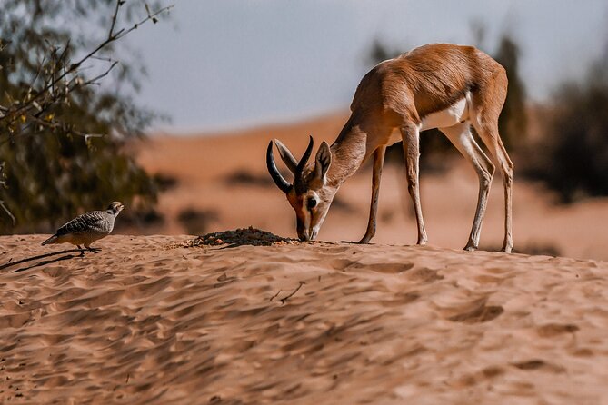 Dubai Red Dunes Safari: Dune Bashing, Camel Ride & Breakfast - Camel riding for a taste of desert tradition
