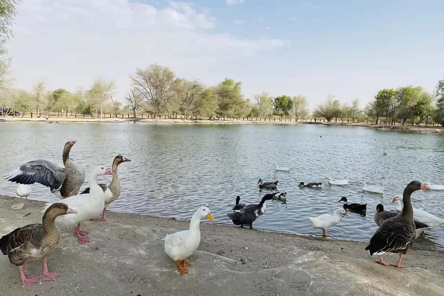 Dubai: Sunrise Desert Jeep Safari with Wildlife Experience - Arabian coffee, dates, and a picnic breakfast