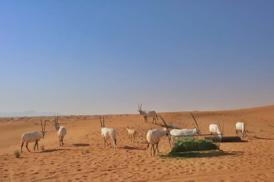 Dubai: Sunrise Desert Jeep Safari with Wildlife Experience - What the guides add to the morning