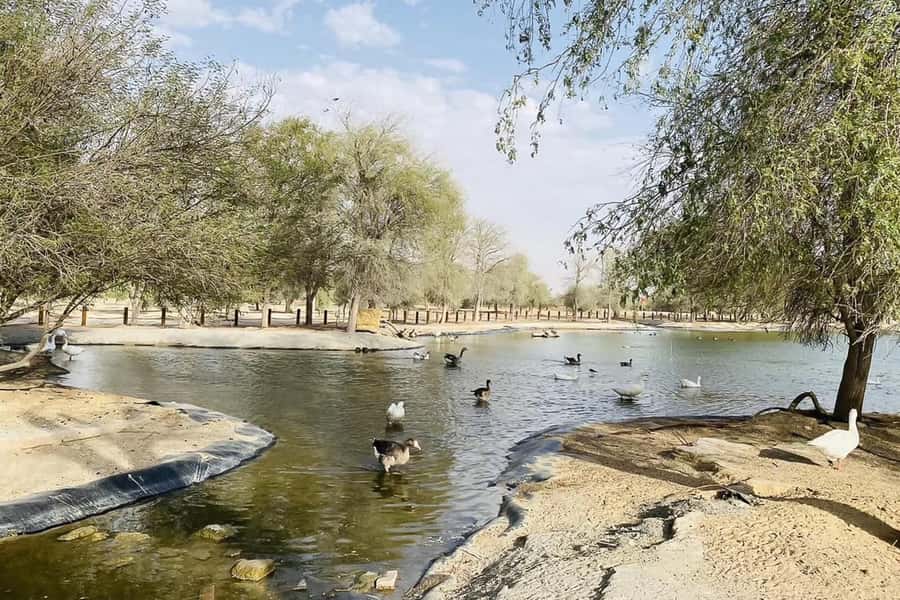 Dubai: Sunrise Desert Jeep Safari with Wildlife Experience - Who should book this sunrise safari?