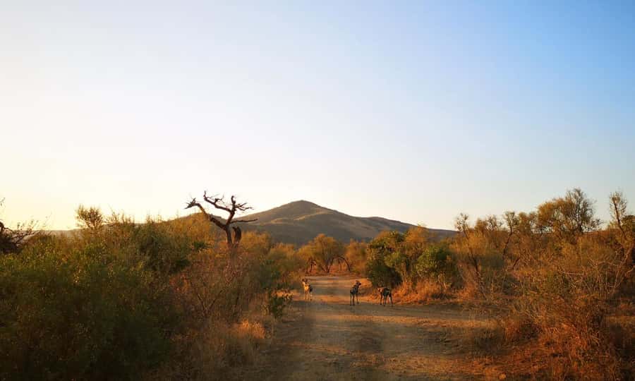 Durban: Hluhluwe Big 5 Safari with Pro Zeiss Binoculars - Key points to know before booking