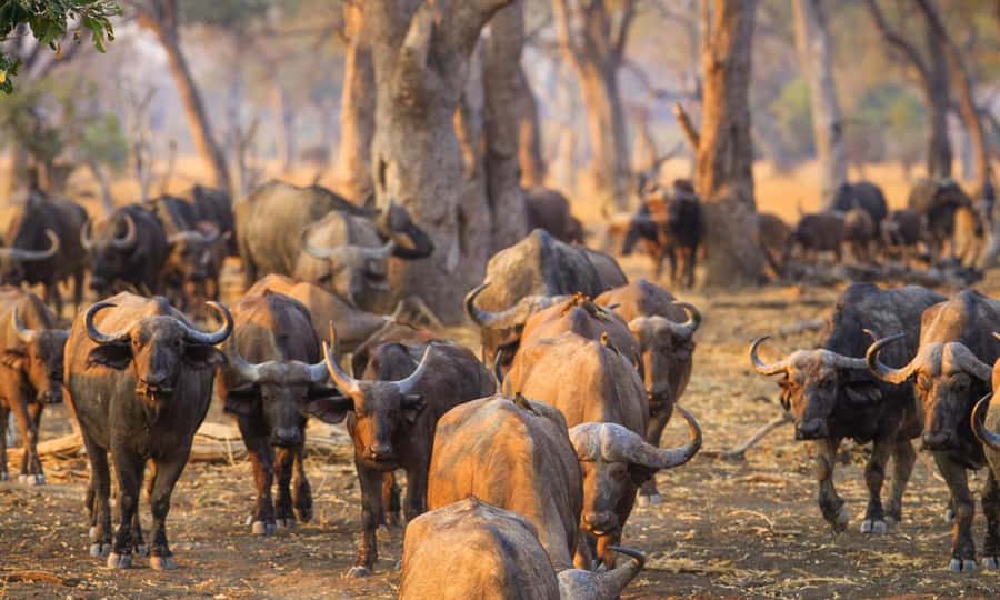 Durban: Hluhluwe Big 5 Safari with Pro Zeiss Binoculars - Why Hluhluwe-Imfolozi matters