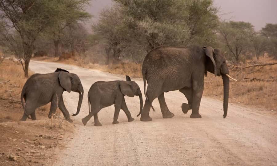 Durban: Hluhluwe Big 5 Safari with Pro Zeiss Binoculars - Guides who add value