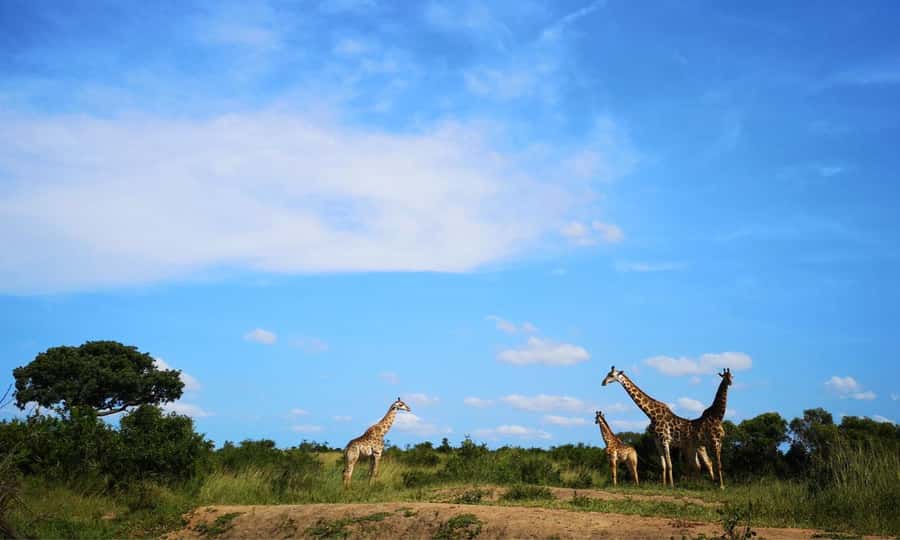 Durban: Hluhluwe Big 5 Safari with Pro Zeiss Binoculars - The 5 am start from Durban