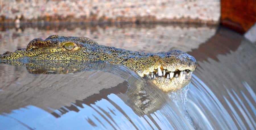 Durban: Hluhluwe Imfolozi Safari & iSimangaliso Tour - Lunch before the afternoon safari