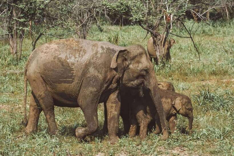 Elephant Kingdom Safari – Minneriya National Park - Why Minneriya is about more than elephants