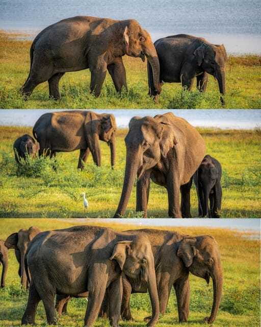 Elephant Kingdom Safari – Minneriya National Park - Sunrise, sunset, and the timing question