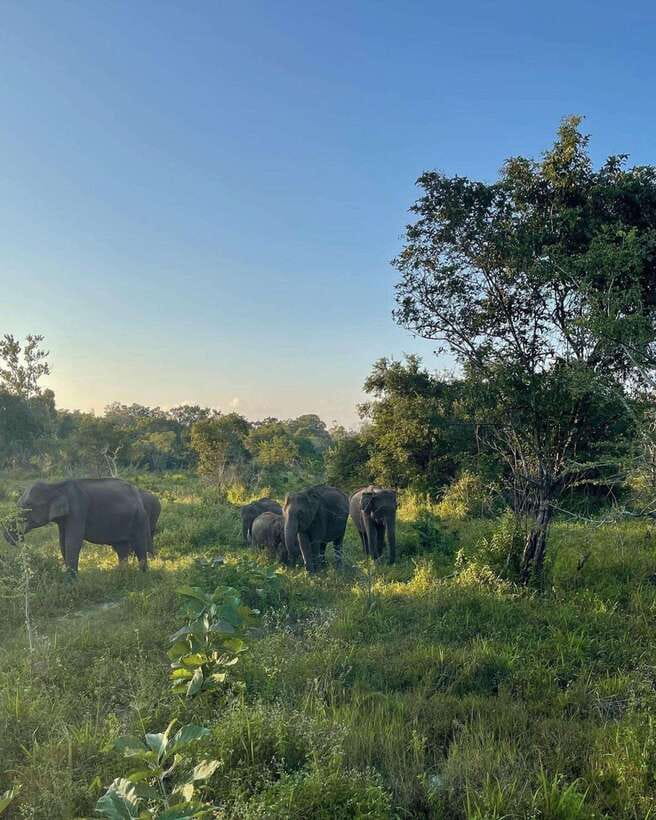Elephant Kingdom Safari – Minneriya National Park - Who should book this Minneriya safari?