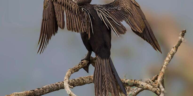 Ella: Safari Day Trip to Yala & Udawalawe with Lunch - Who should book this safari?