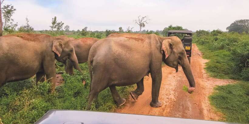Ella: Shuttle to Mirissa/Galle/Hikkaduwa & Udawalawa Safari - Why this transfer works so well