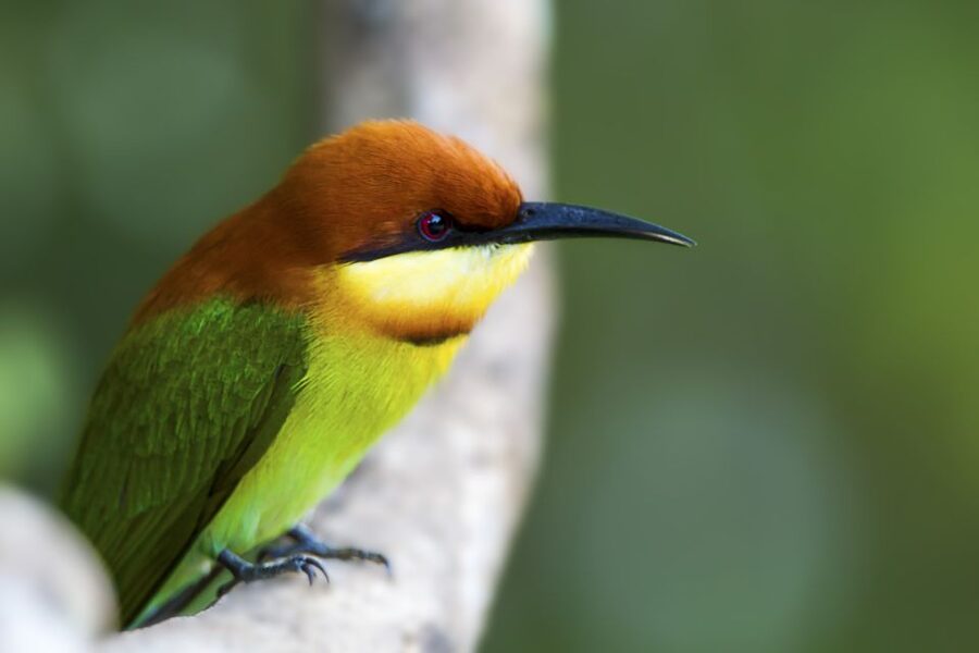 Ella: Shuttle to Mirissa/Galle/Hikkaduwa & Udawalawa Safari - What the guides add to the day