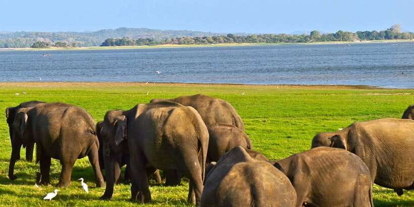 Ella: Shuttle to Tangalle/Mirissa/Galle w Udawalawe Safari - A safari that is not only about elephants