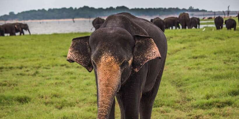 Ella: Shuttle to Tangalle/Mirissa/Galle w Udawalawe Safari - Should you book the Ella to Udawalawe safari transfer?