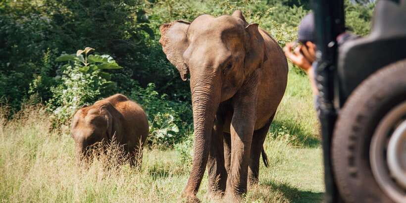 ELLA to TANGALLE/MIRISSA/GALLE Shuttle & YALA Safari - What the $31 Price Really Means