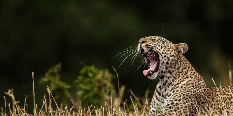 ELLA to TANGALLE/MIRISSA/GALLE Shuttle & YALA Safari - The Animals You Might See at Yala