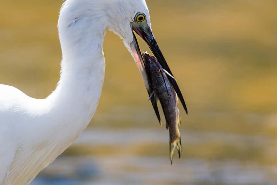 Ella: Transfer to Hikkaduwa & Yala Safari Tour - Key points at a glance
