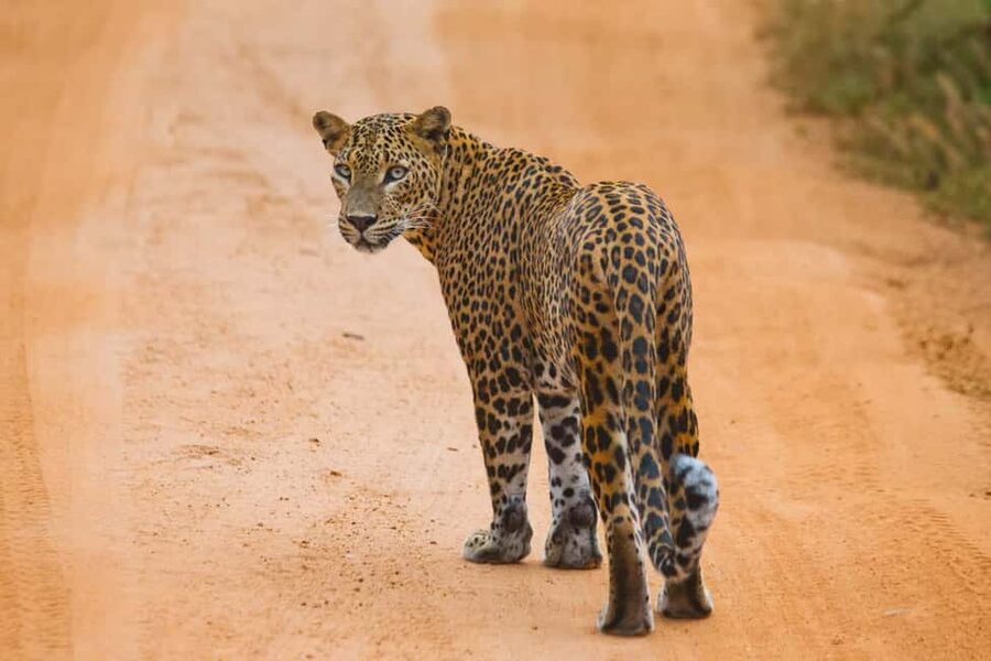 Ella: Transfer to Hikkaduwa & Yala Safari Tour - A smart way to connect Ella and the south coast