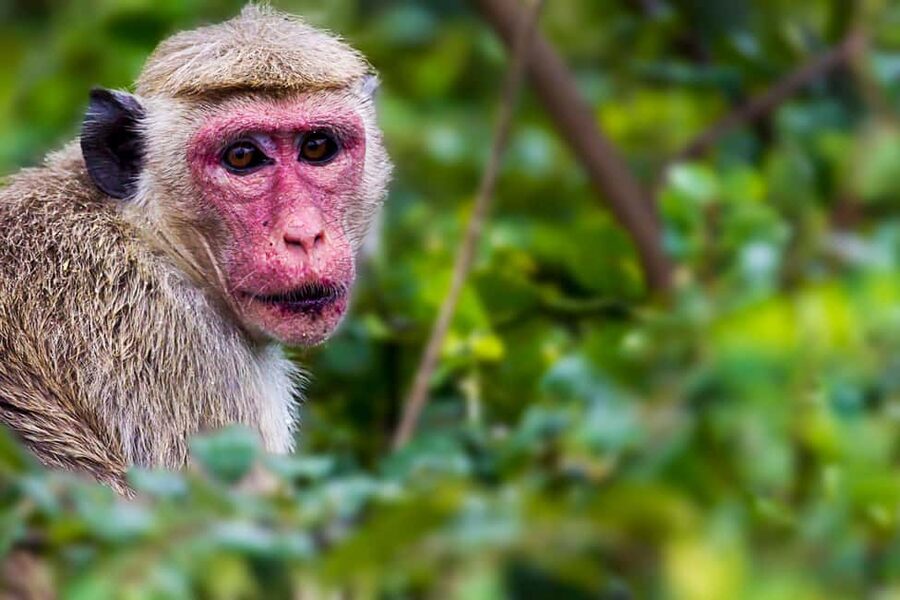 Ella: Transfer to Hikkaduwa & Yala Safari Tour - What the day can look like from Ella